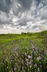 USA, Texas, Hill Country. Field of blooming verbena flowers and clouds. Art Print